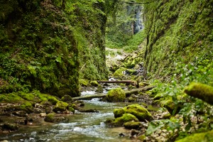 River flowing over moss colored rocks in a lush green canyon