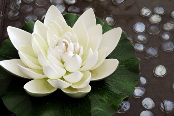 The Lotus Flower Approach To Singing (& Life): Sounding “Bad” Before We Sound Good